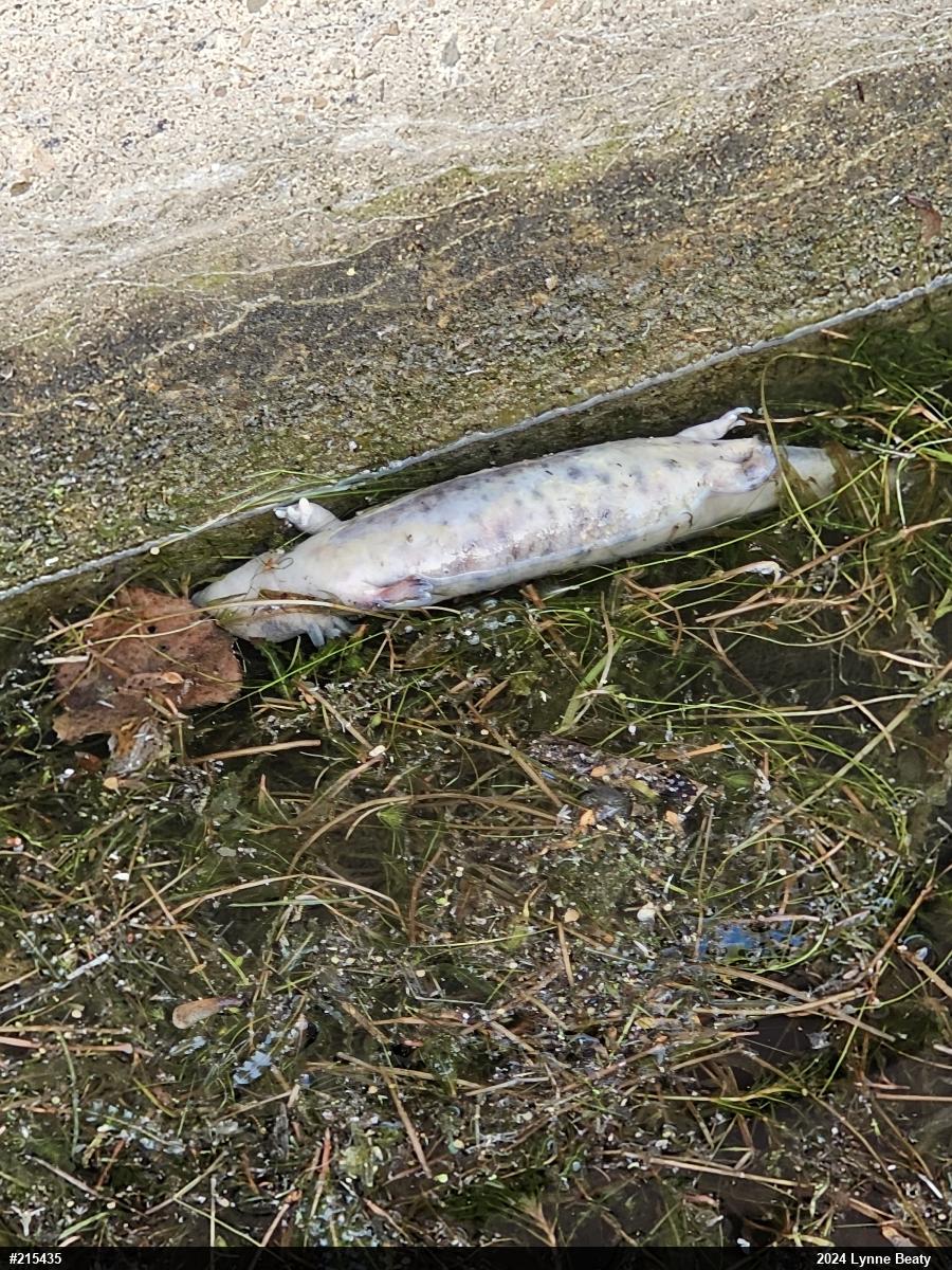 Common Mudpuppy