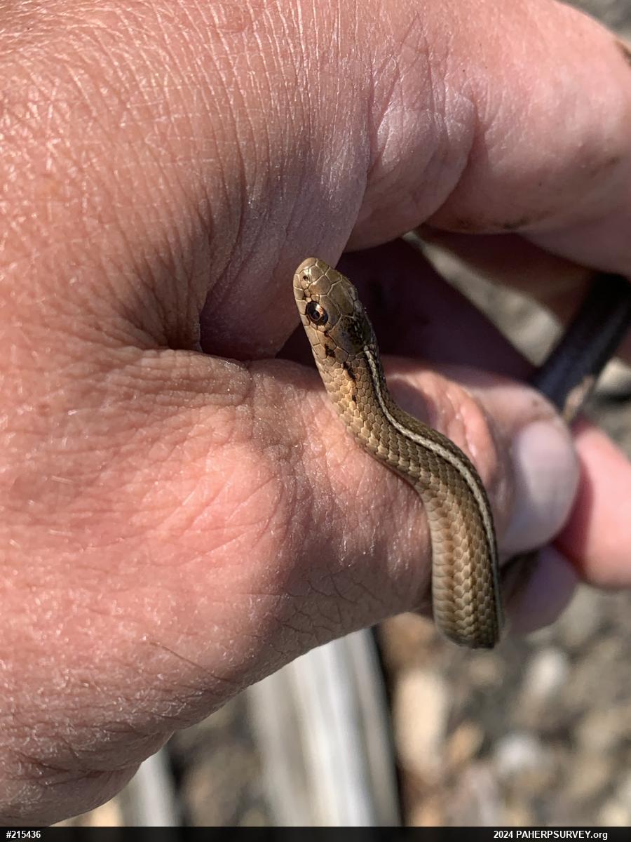 Shorthead Gartersnake