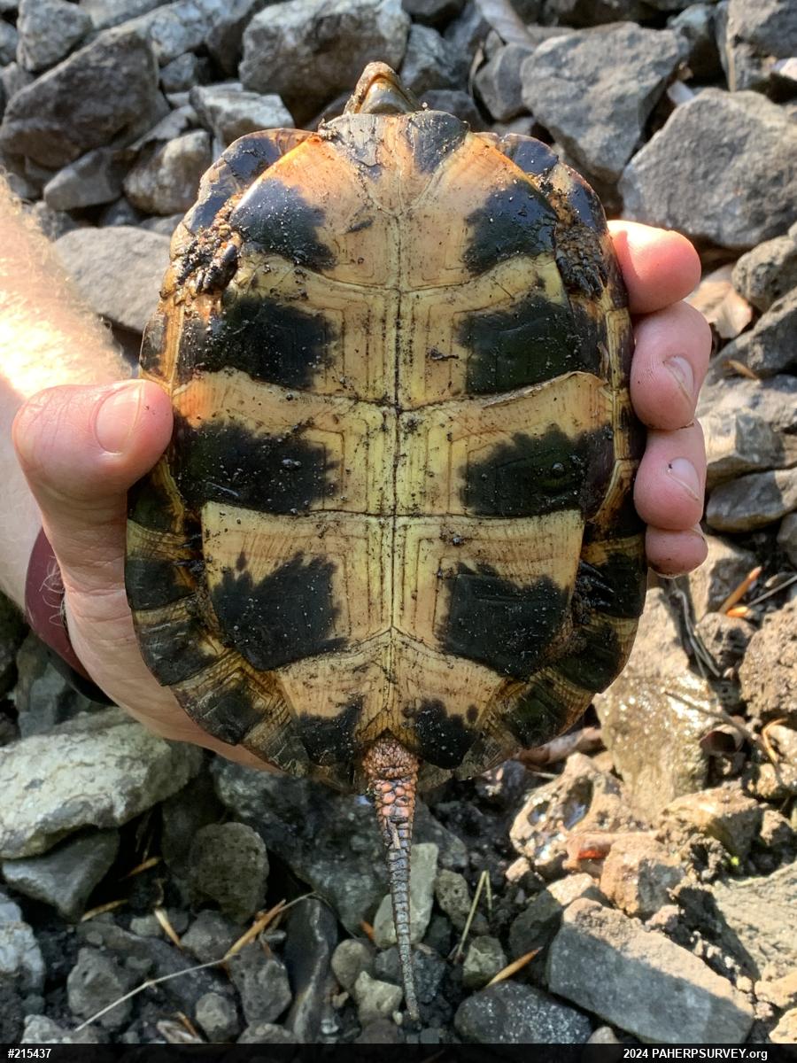 Wood Turtle