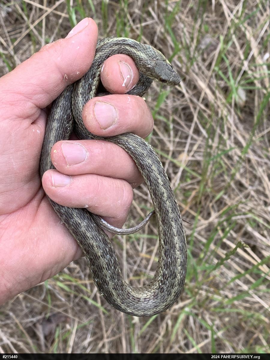 Eastern Gartersnake