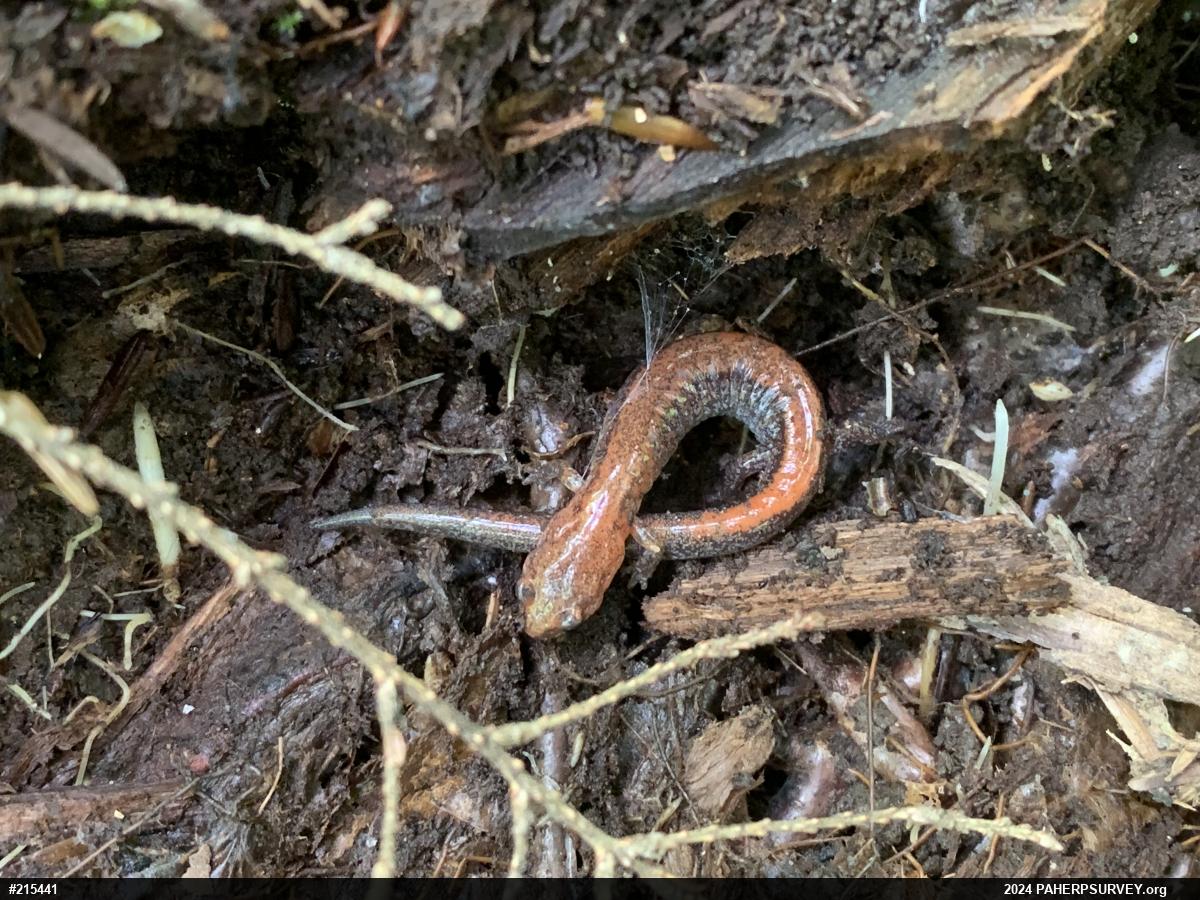 Eastern Red-backed  Salamander