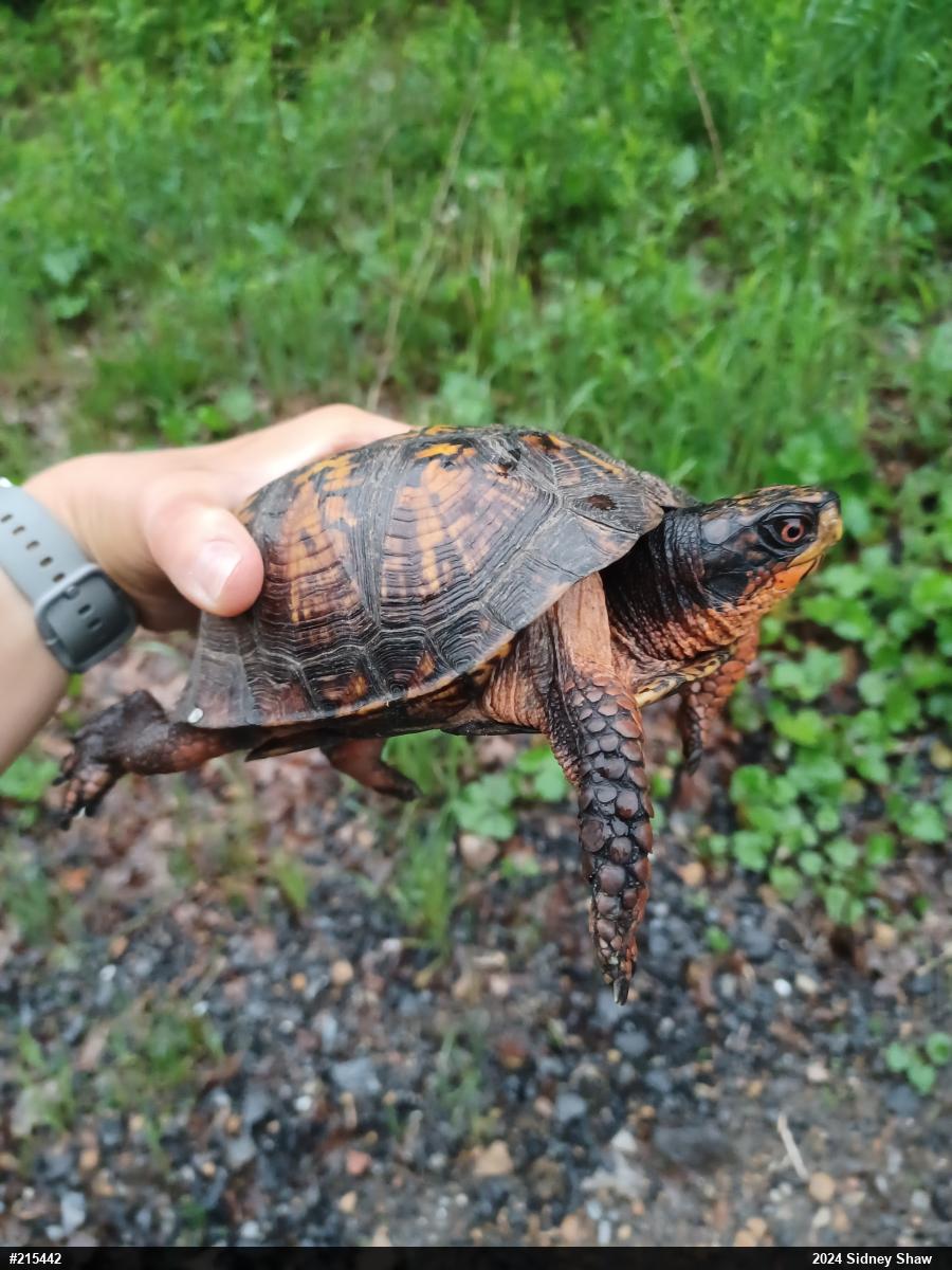 Eastern Box Turtle