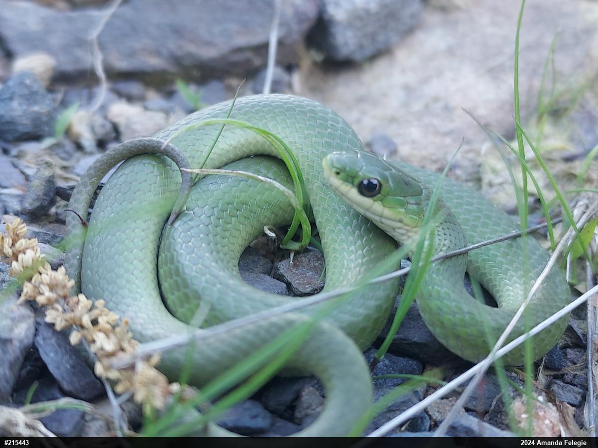 Smooth Greensnake