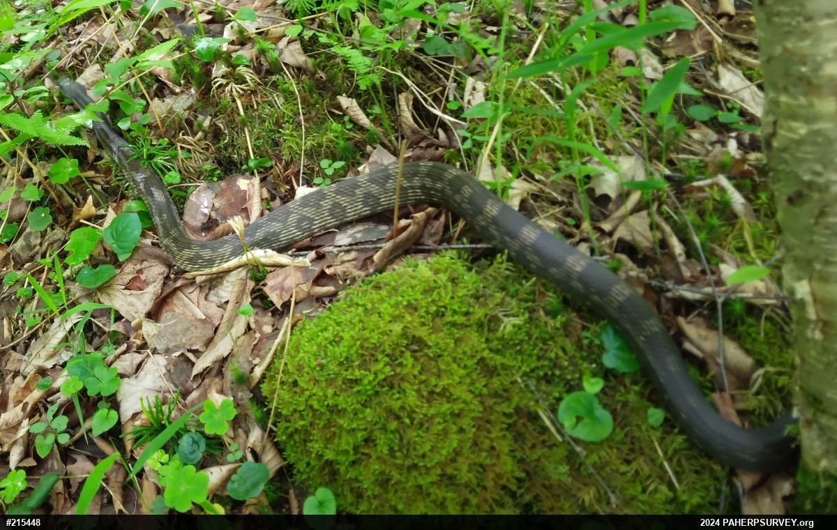 Eastern Ratsnake