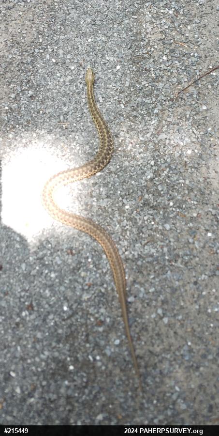 Eastern Gartersnake