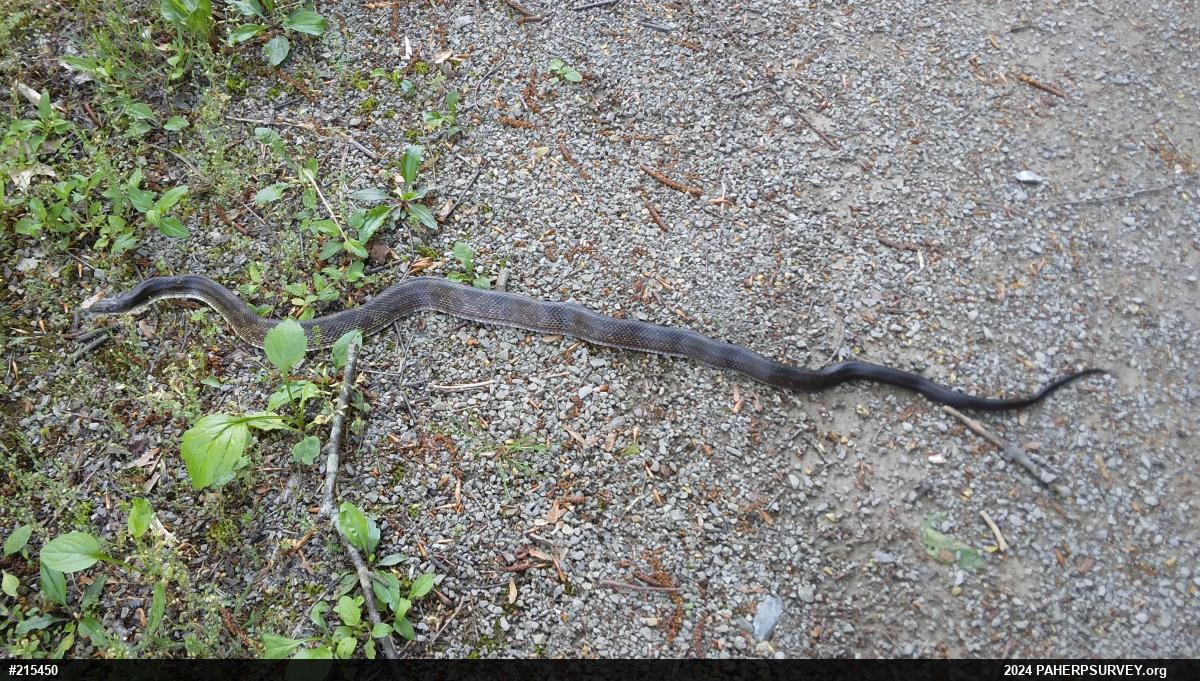 Eastern Ratsnake