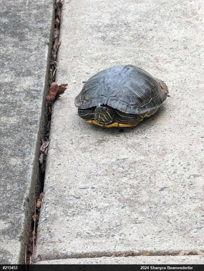 Red-eared Slider
