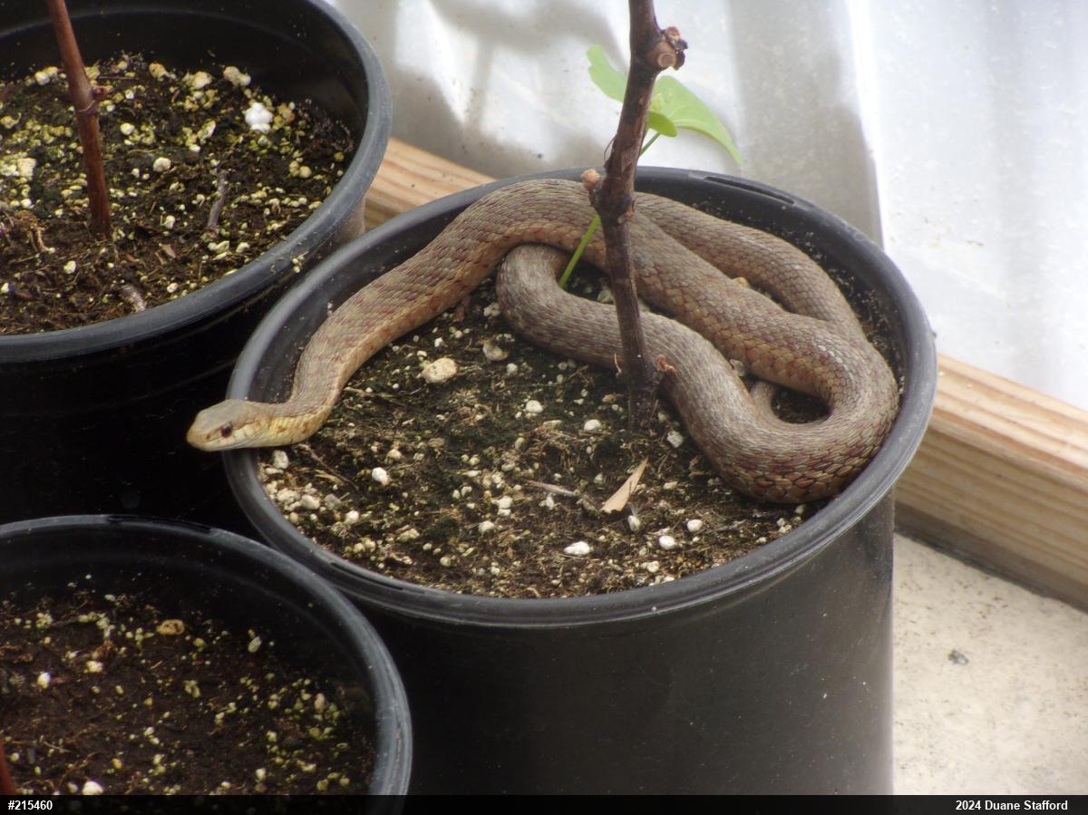 Eastern Gartersnake