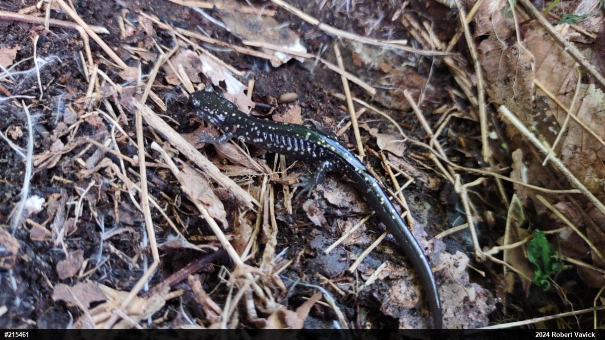 Northern Slimy Salamander
