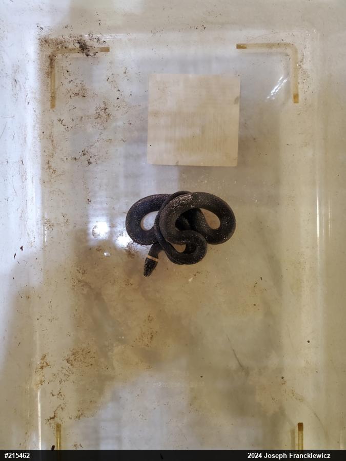 Northern Ring-necked Snake