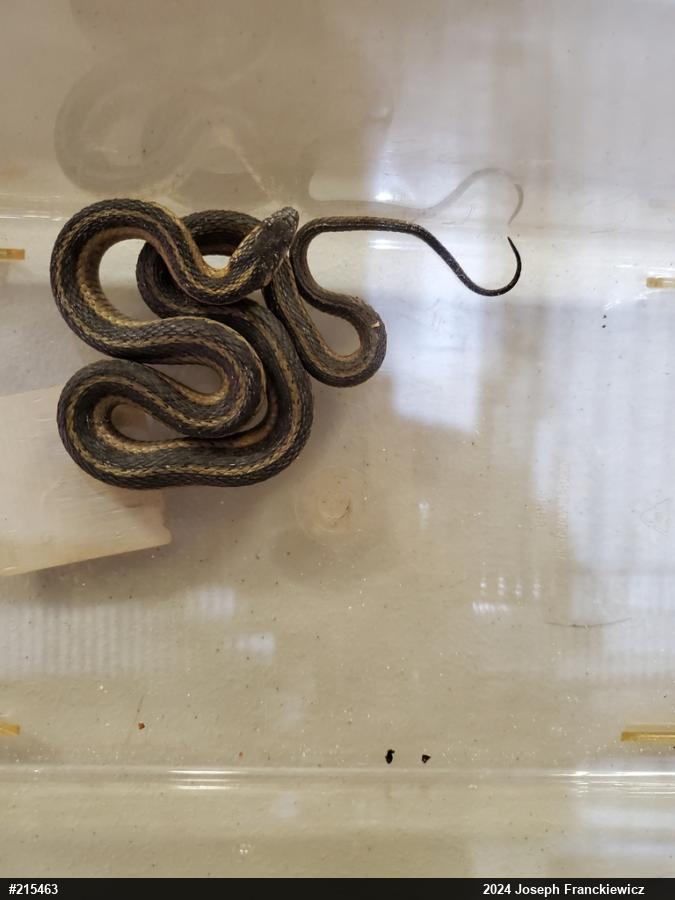 Eastern Gartersnake