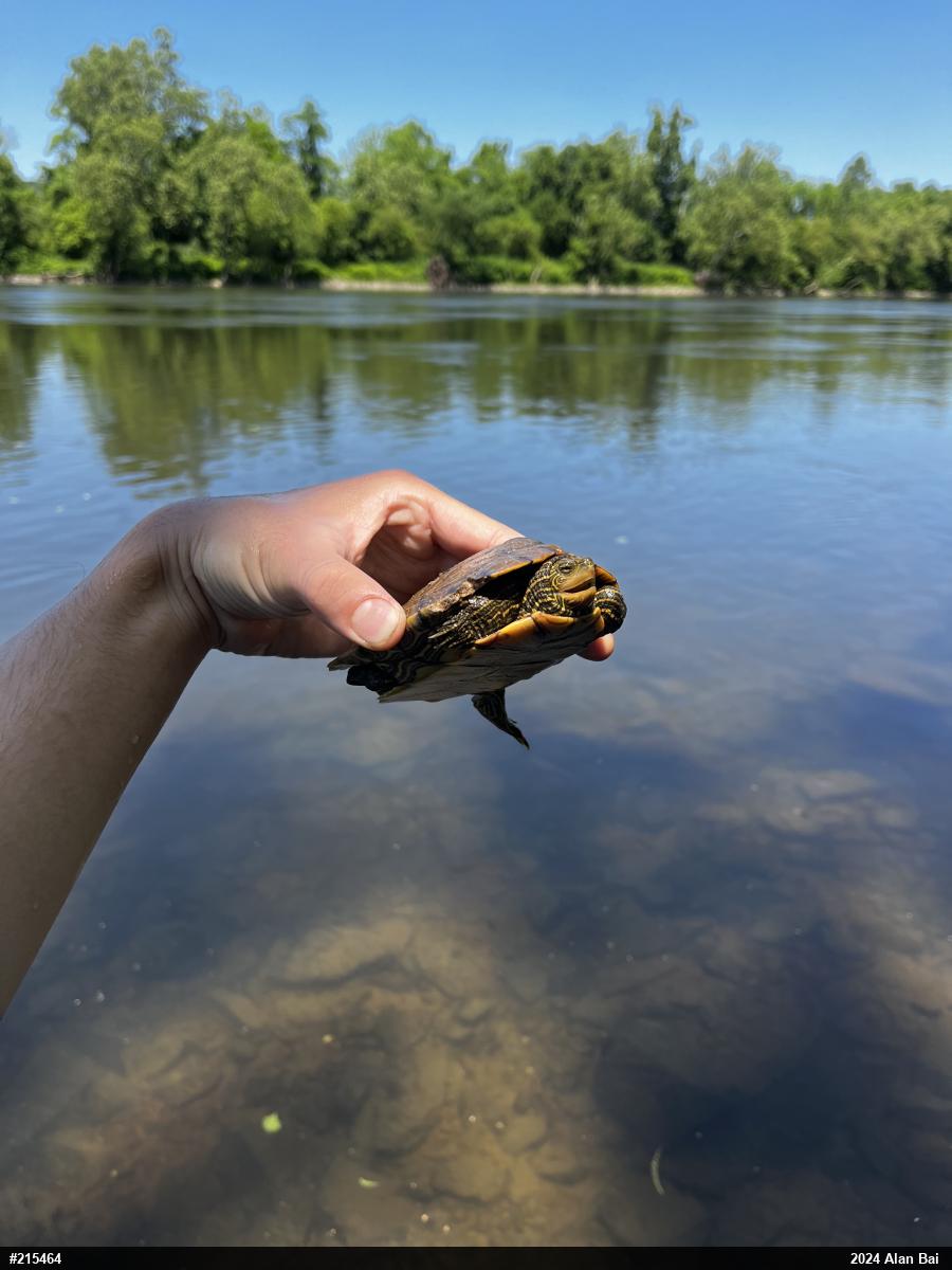 Northern Map Turtle