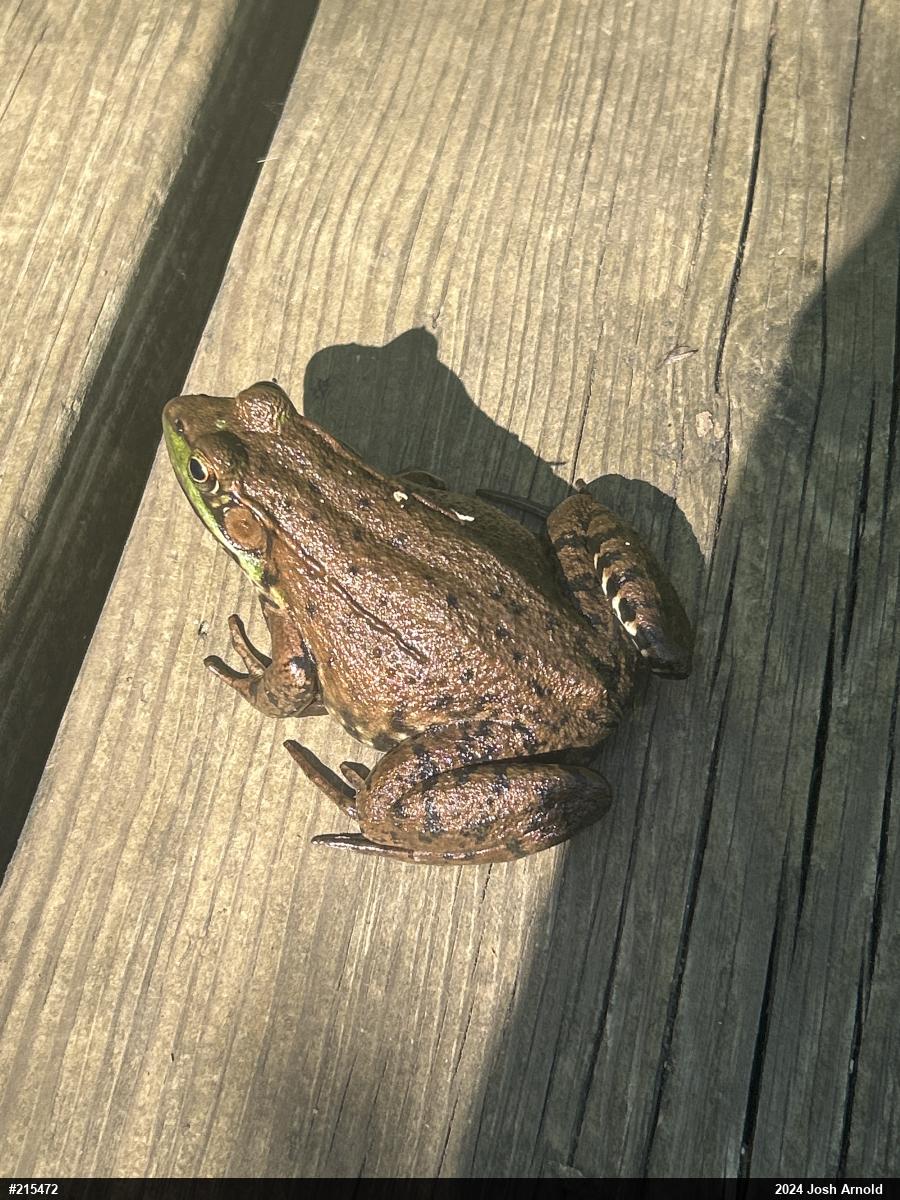 Green Frog