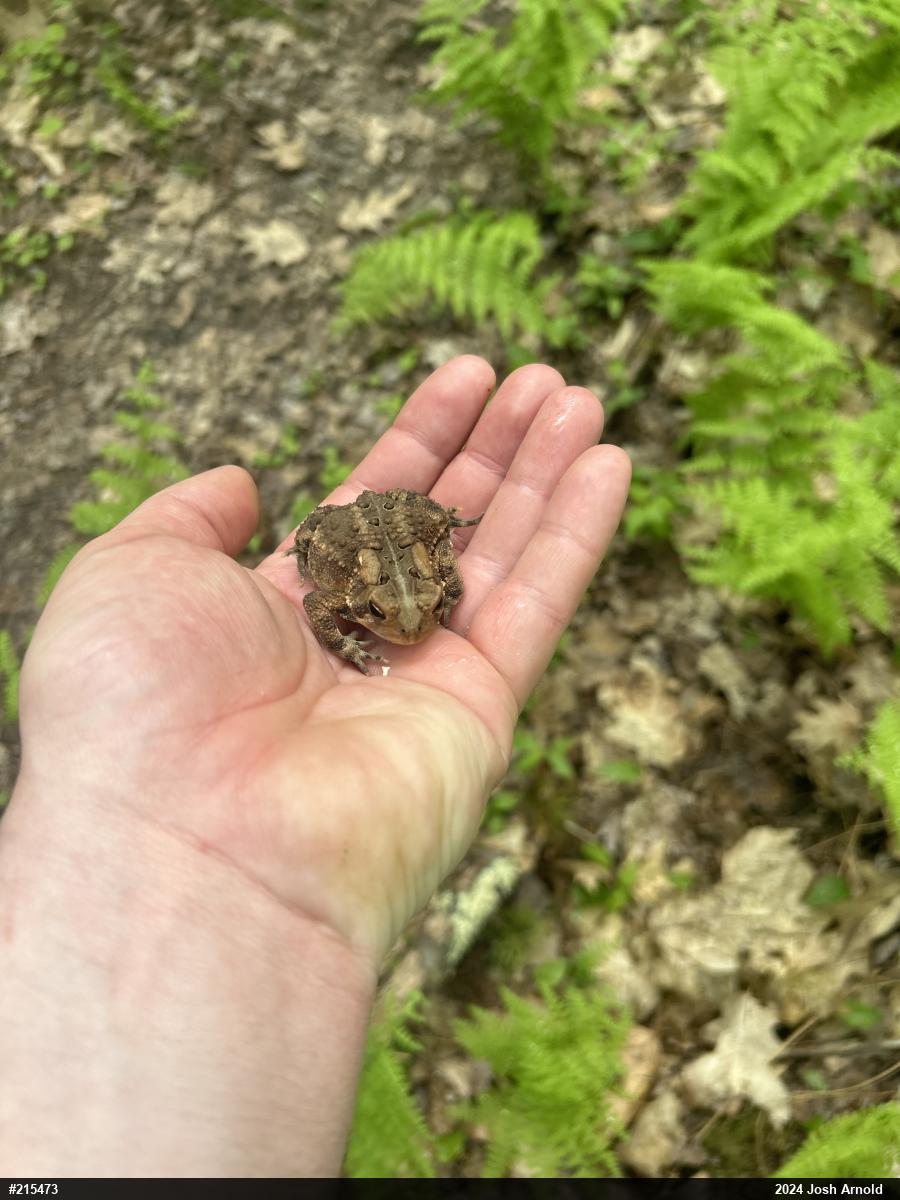 Eastern American Toad