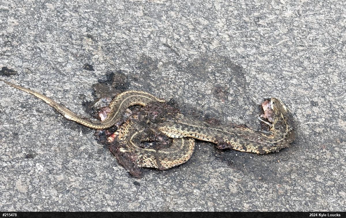 Eastern Gartersnake