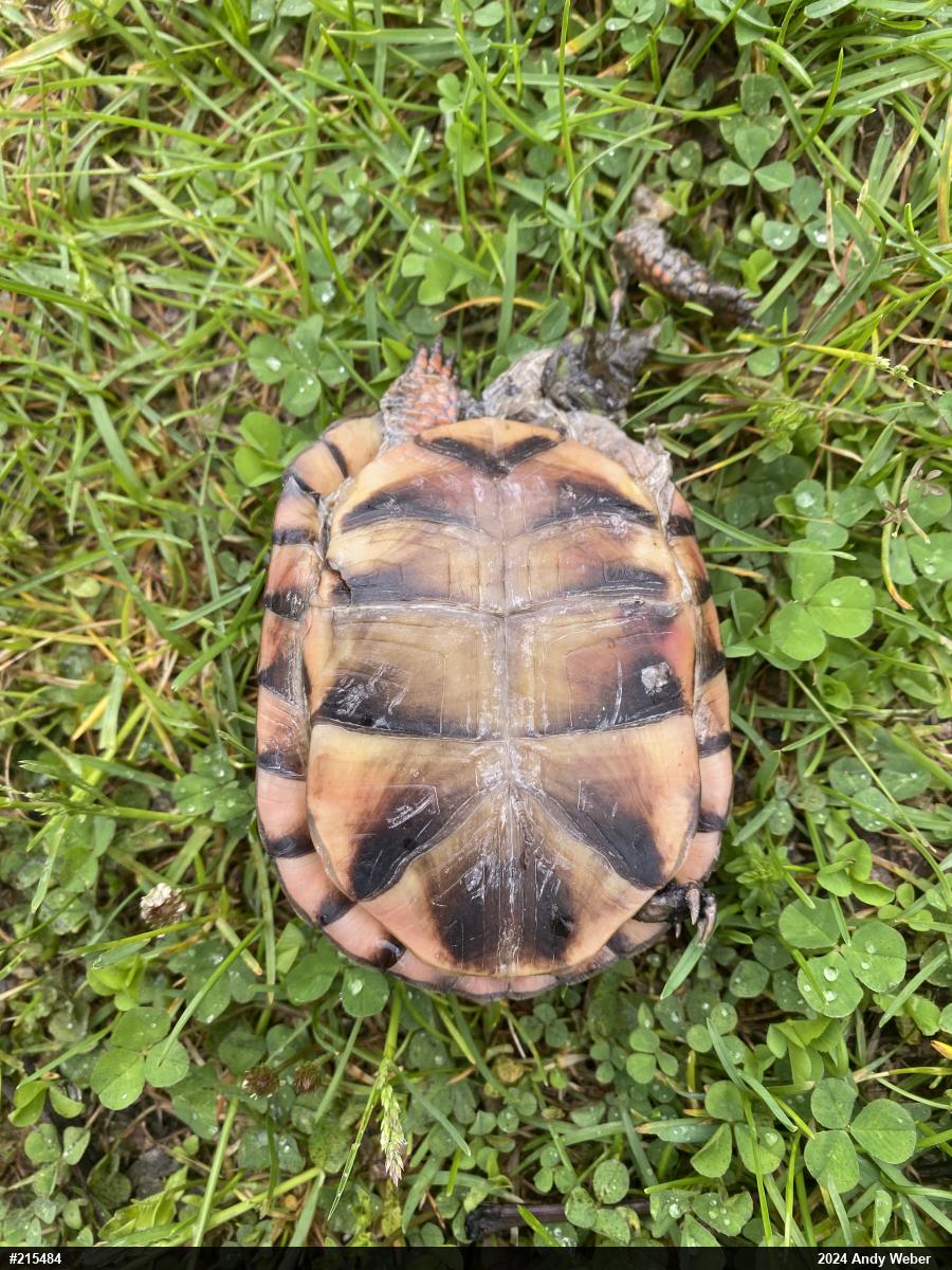 Eastern Box Turtle