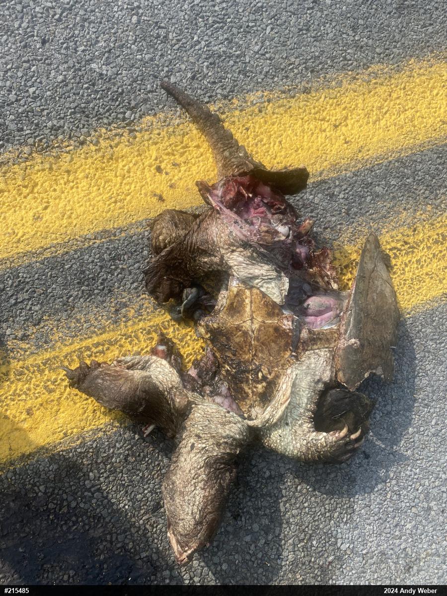Snapping Turtle
