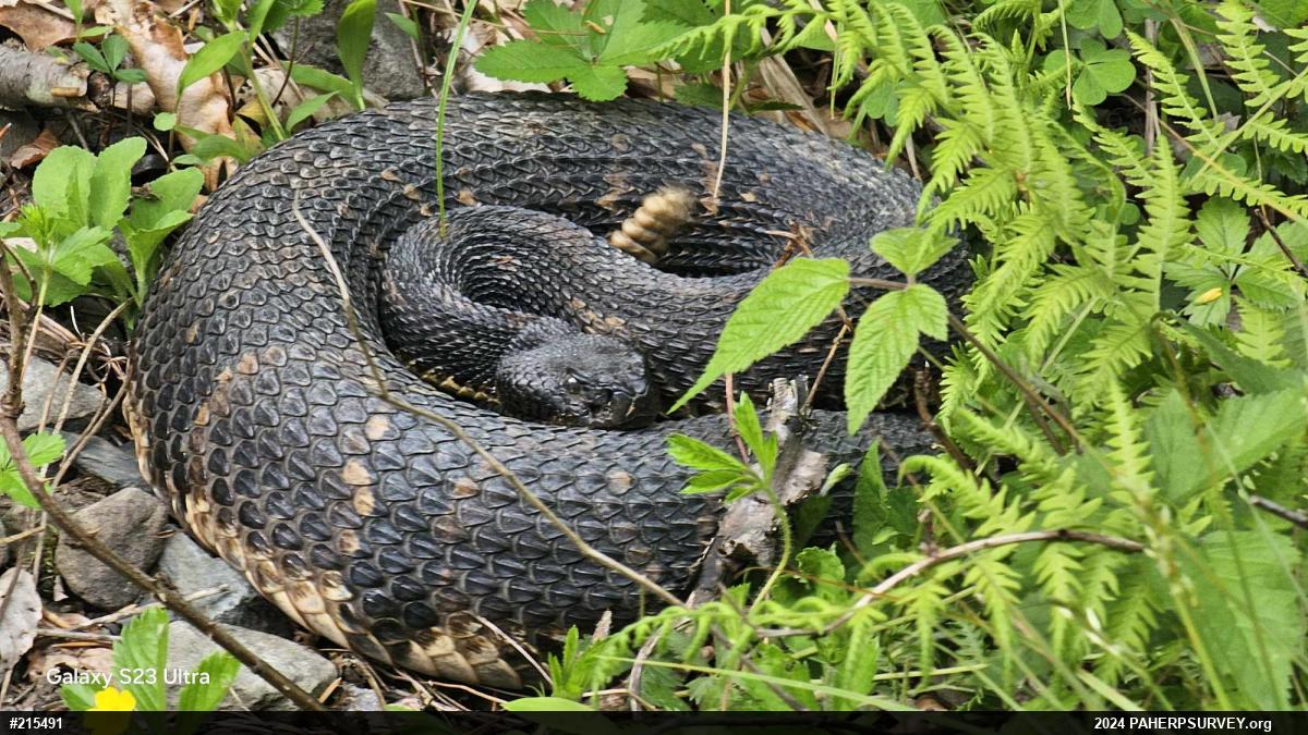 Timber Rattlesnake