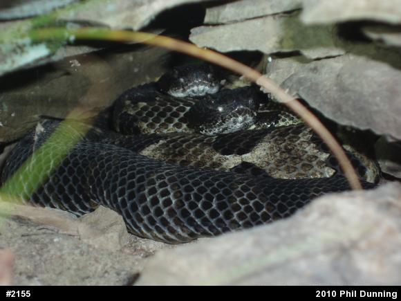 Timber Rattlesnake