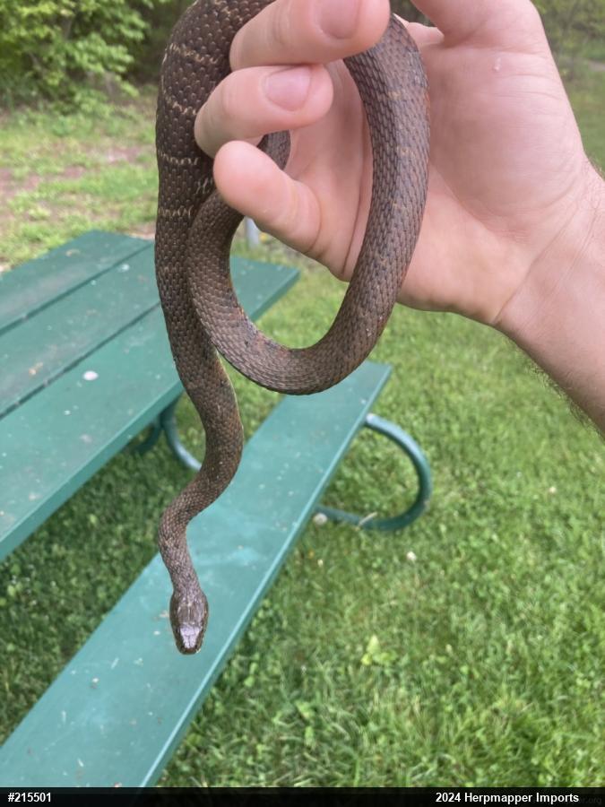 Northern Watersnake