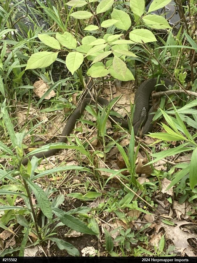 Northern Watersnake