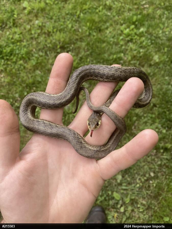 Eastern Gartersnake