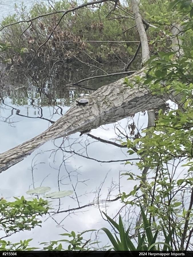 Eastern Painted Turtle