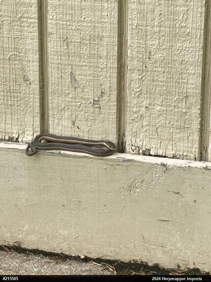 Eastern Gartersnake