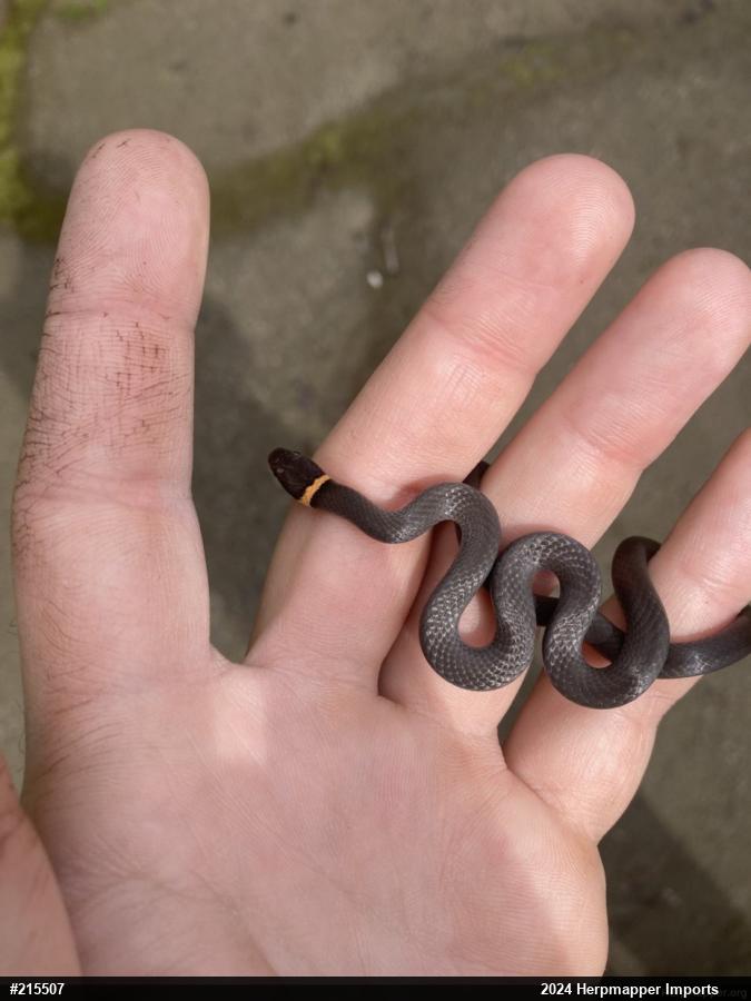 Northern Ring-necked Snake