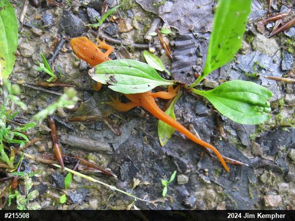 Red-spotted Newt