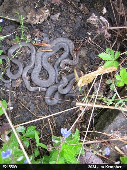 Northern Ring-necked Snake