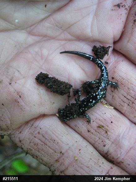 Northern Slimy Salamander
