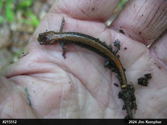 Eastern Red-backed  Salamander
