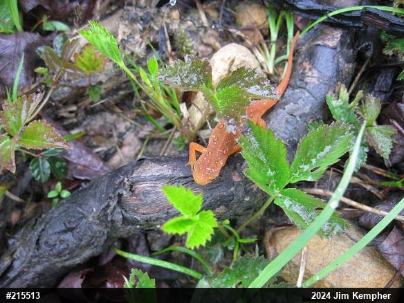 Red-spotted Newt