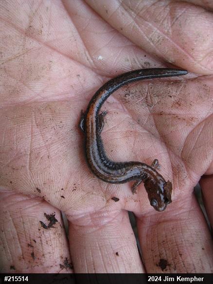 Eastern Red-backed  Salamander