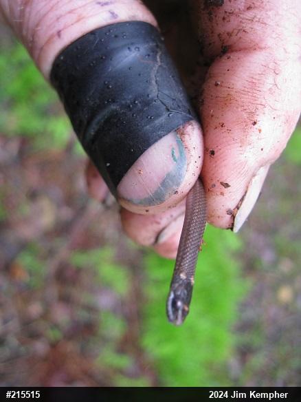 Red-bellied Snake