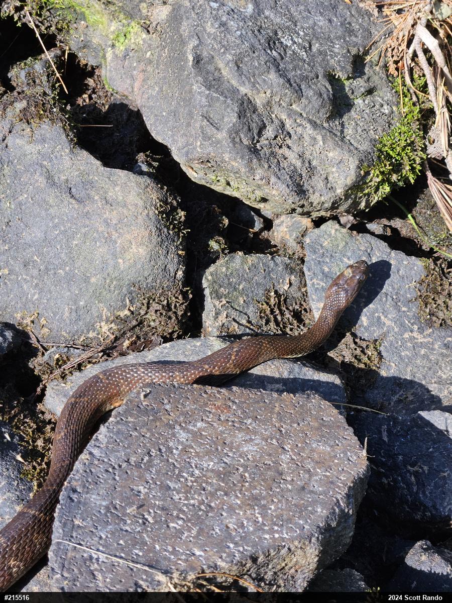 Northern Watersnake