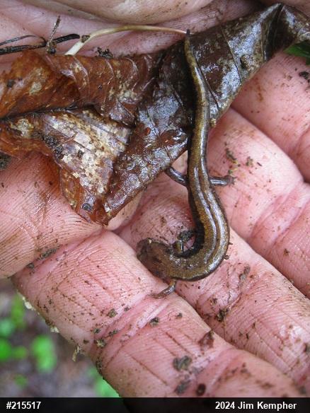 Allegheny Mountain Dusky Salamander