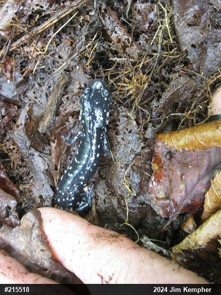 Northern Slimy Salamander
