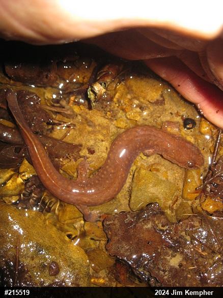Northern Spring Salamander