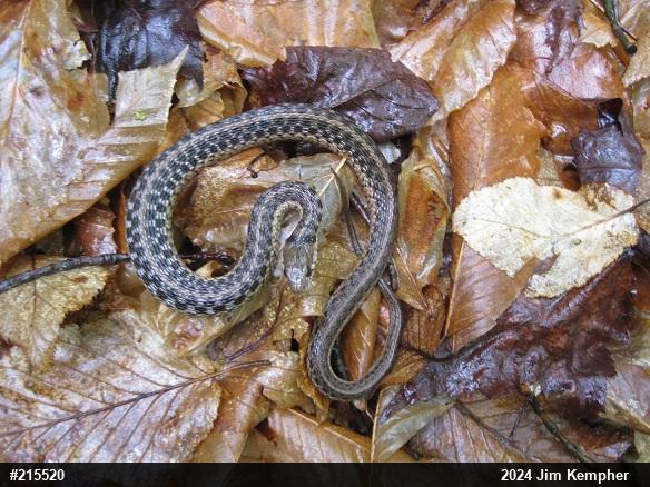 Eastern Gartersnake