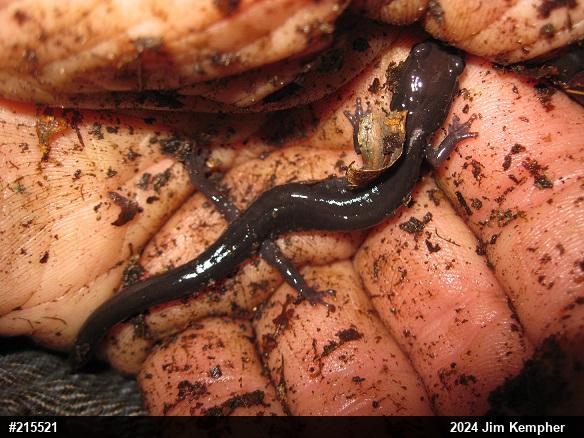 Wehrle's Salamander