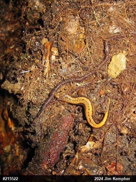 Allegheny Mountain Dusky Salamander