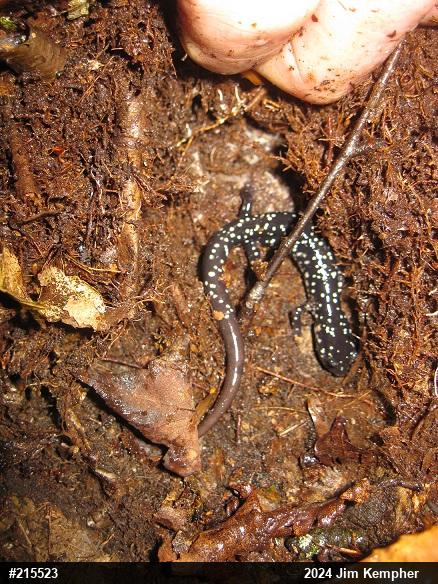 Northern Slimy Salamander