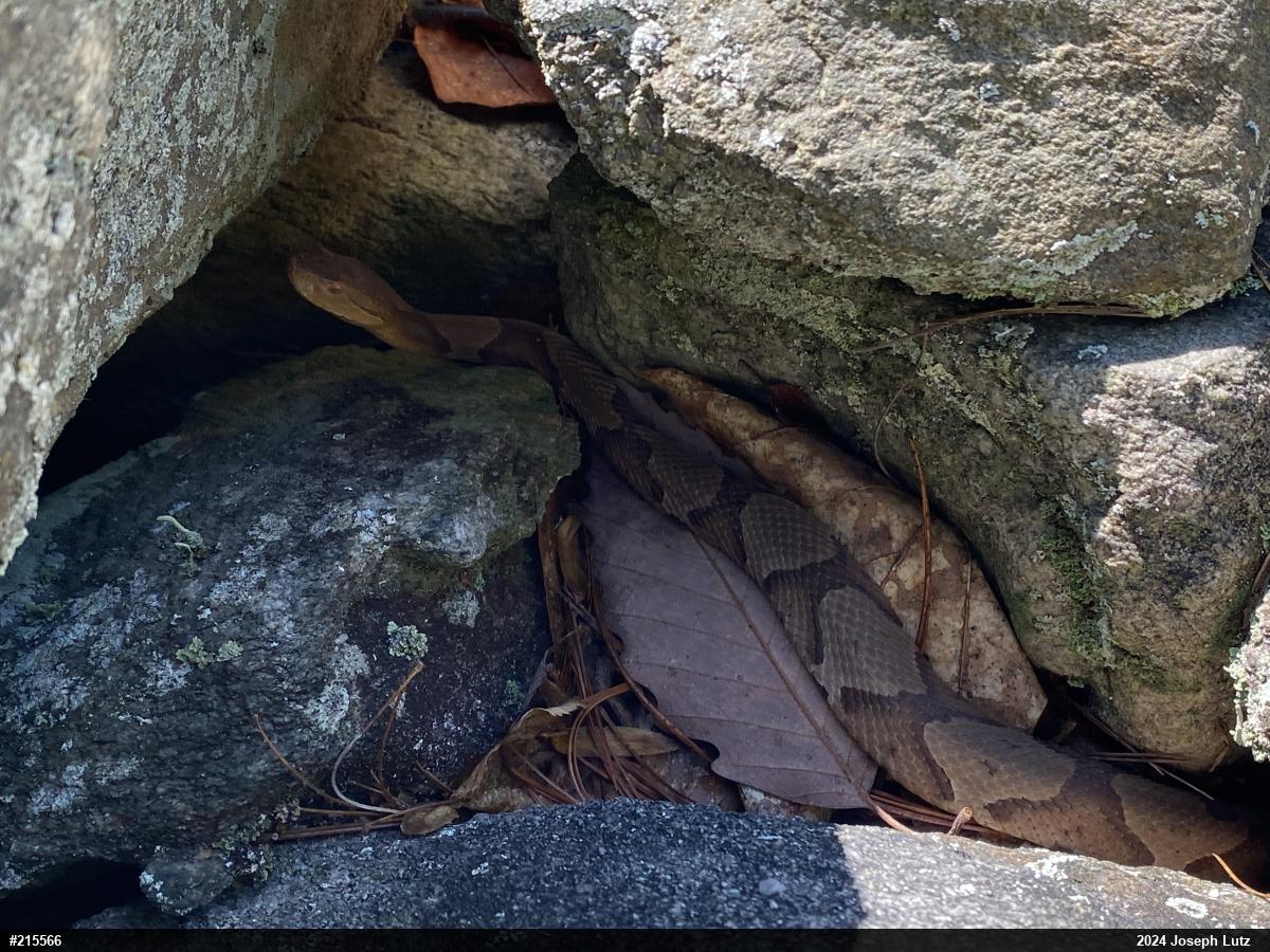 Northern Copperhead