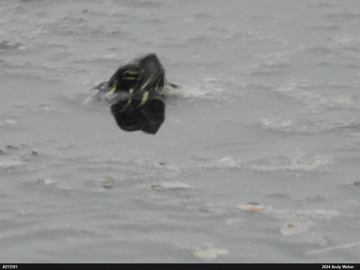 Painted Turtle