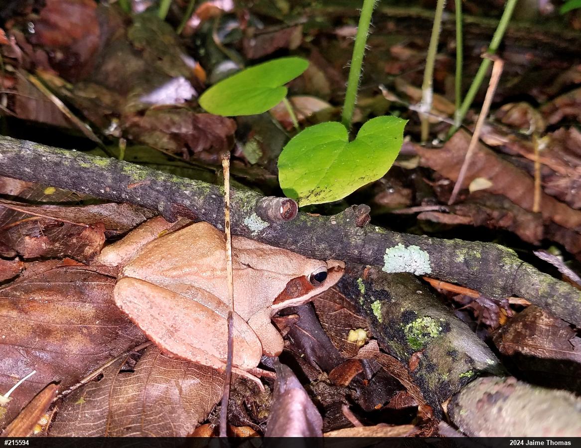 Wood Frog