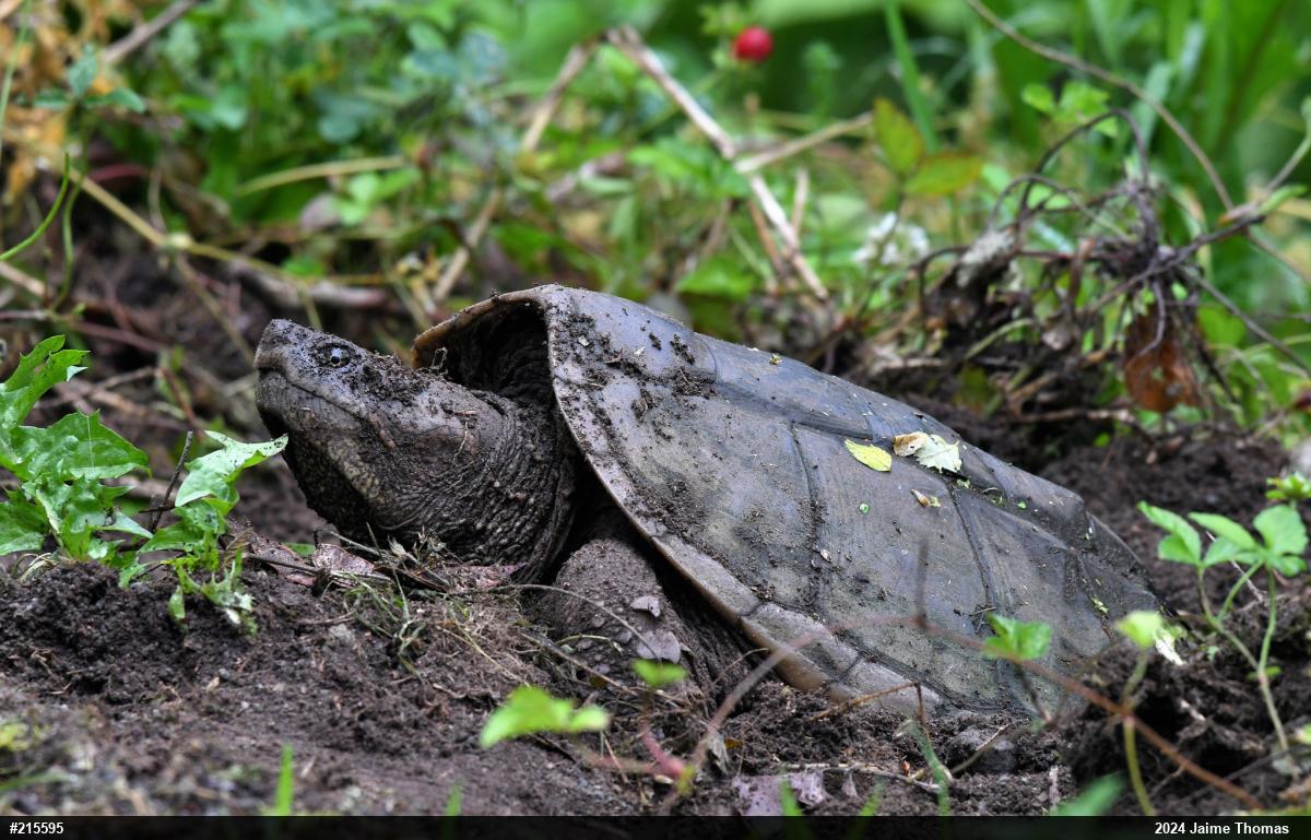 Snapping Turtle