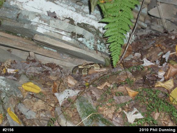 Timber Rattlesnake
