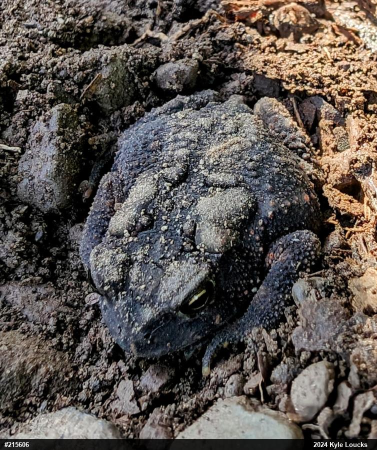 Eastern American Toad